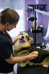 Happy corgi dog being groomed in a vet clinic. Cheerful puppy enjoys grooming service in a salon