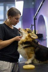 Groomer brushing corgi with a slicker brush. Professional pet grooming service in a vet clinic