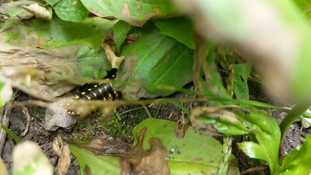 a millipede on the jungle floor