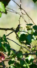 Hummingbird on a Branch