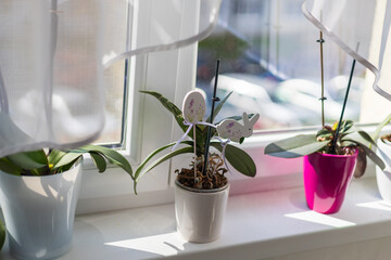 A blossoming orchid flower on the windowsill. There is an Easter motif in the flowerpot.