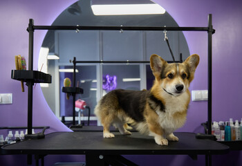 Healthy young corgi standing on a groomer's table in a pet grooming salon. Cute Pembroke Welsh Cogi...