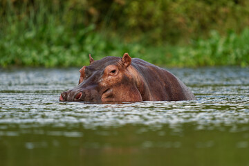 Hippopotamus - Hippopotamus amphibius or hippo is large, mostly herbivorous, semiaquatic mammal...