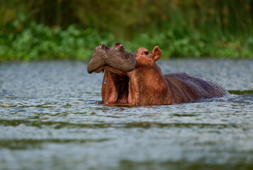 Hippopotamus - Hippopotamus amphibius or hippo is large, mostly herbivorous, semiaquatic mammal...