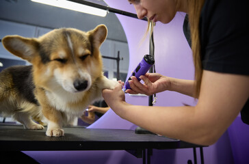 Animal groomer specialist grinding dog's nails with a grinder tool. Professional pet healtcare in a...