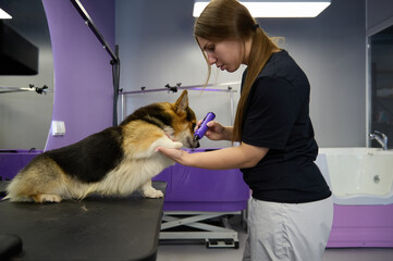 Professional pet groomer trimming dog's nails with a grinder tool. Animal grooming service