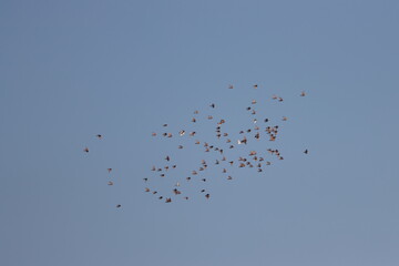 doves flying in blue sky