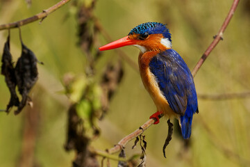 Malachite Kingfisher - Corythornis cristatus river kingfisher widely distributed in Africa south of the Sahara, small bird sitting above the water and hunting fish