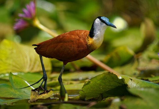 African Jacana - Actophilornis africanus is a wader bird in Jacanidae, long toes and long claws that enable them to walk on floating vegetation in shallow lakes, flowers and waterlily © phototrip.cz