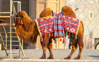 Bactrian camel on the background of historical places in Central Asia. Beautiful harnessed camel...