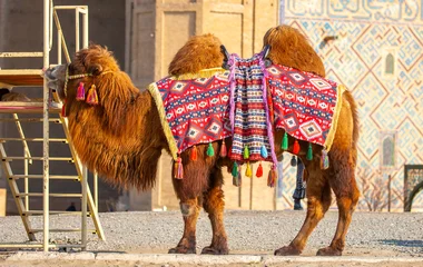 Foto auf Alu-Dibond Bactrian camel on the background of historical places in Central Asia. Beautiful harnessed camel for riding tourists. © Vera