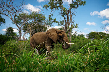 African Bush Elephant - Loxodonta africana lonely elephant walking on the river bank and feeding on...