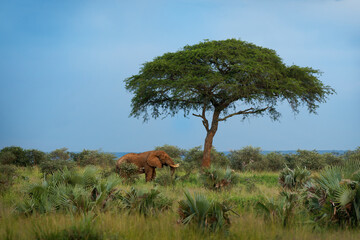 African Bush Elephant - Loxodonta africana lonely elephant standing under the lonely tree in green...