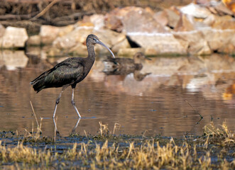 glossy ibis in the swamp