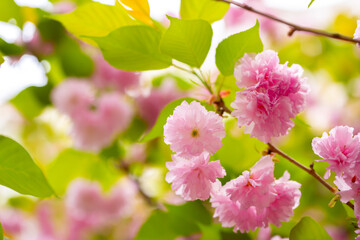 Sakura. Cherry blossom, branches with flowers sway in the wind. Pink flowers of the sakura tree. Spring landscape with flowering trees. Beautiful nature on a sunny day.