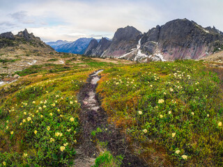 Wildflowers in alpine meadow. Beautiful landscape around West Sa