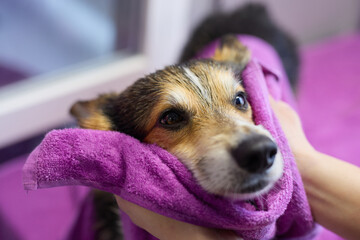 Groomer drying wet corgi after bath in a grooming salon. Portrait of a cute Pembroke Welsh Corgi dog being cleaned