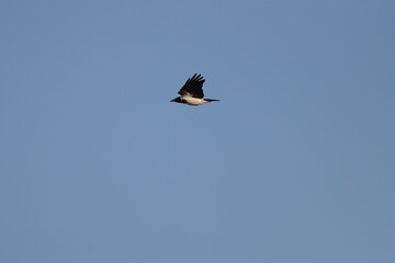 crow flying in blue sky
