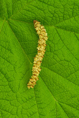 524-66 Catkin on Thimbleberry Leaf