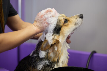 Pet groomer washing corgi dog in a sink. Professional animal grooming service in a veterinary clinic