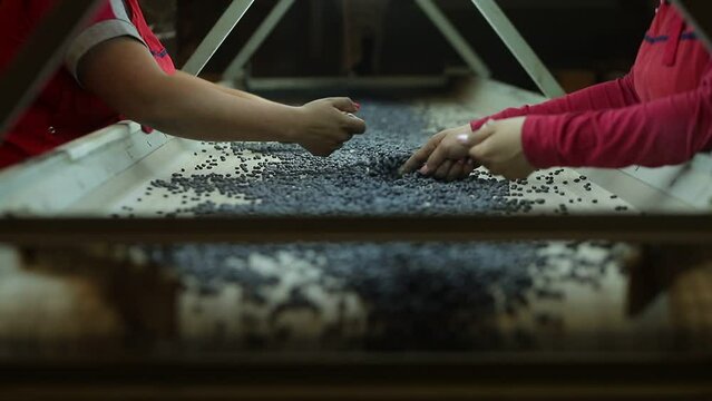 legumes grain selection