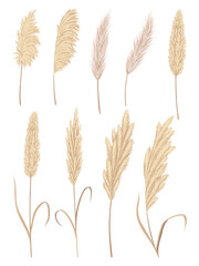 Pampas grass branches collection. Dry feathery head plumes, used in flower arrangements, ornamental displays, interior decoration, fabric print, wallpaper, wedding card. Golden ornament element