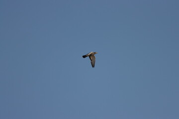doves flying in blue sky