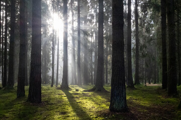 Rays of light shining through the trees in the misty forest