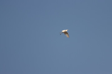Heron bird flying in blue sky