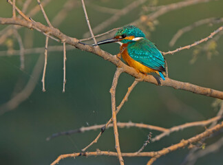 kingfisher on branch