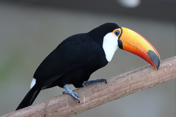 toucan bird standing on twig of tree