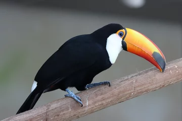Rolgordijnen toucan bird standing on twig of tree © mushtaq