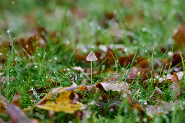 cute little mushroom lonely among grass with raindrops and autumn leaves