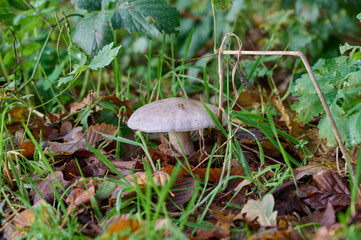 white mushroom among autumn leaves, twigs and grass