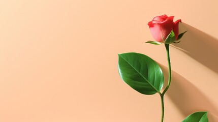 Romantic Red Rose Resting: Minimalist Valentines Day Nature Illustration with Green Leaf and Petal