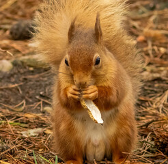 Naklejka na ściany i meble Cute little scottish red squirrel in the woodland searching for nuts