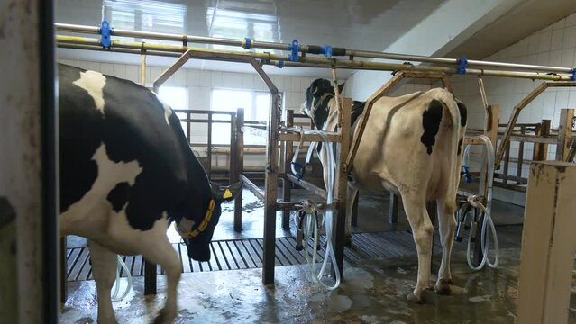 The cow gives plenty of milk.  Cow milking facility and mechanized milking equipment