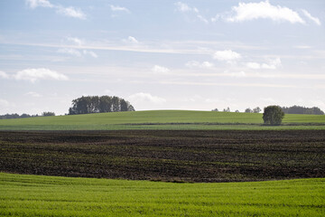 Fototapeta na wymiar green field, agricultural field, trees in distance, Latvia landscape, cloudy sky, flat earth