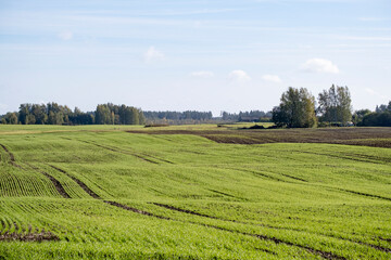 Fototapeta na wymiar green field, agricultural field, trees in distance, Latvia landscape, cloudy sky, flat earth