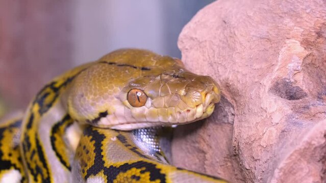 A snake boa sticks out its tongue. Python head in detail close-up.