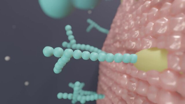 "Membrane Meets Glycocalyx: Orchestrating Identity and Interaction in Cells"