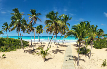 Pristine and bounty caribbean shore with coconut palm trees and turquoise sea. Tropical nature....