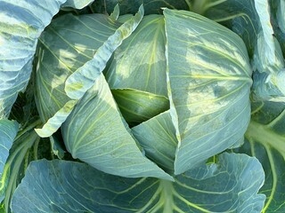 cabbage growing in the garden