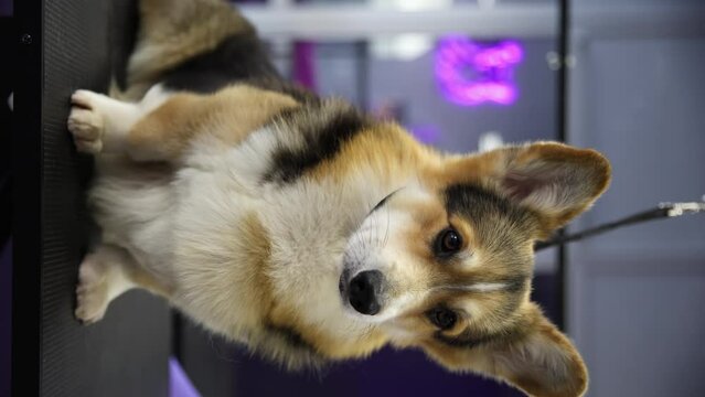 Cute corgi dog with big ears sitting on a table in grooming salon. Adorable Pembroke Welsh Corgi waiting to be groomed