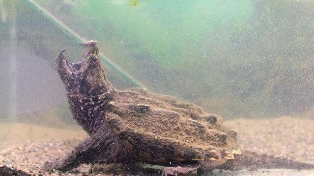 The head of a snapping turtle with its mouth open moving its tongue as bait. Snap turtle close-up. Underwater of Snapping Turtle Swimming near Bottom Making Bubbles in South Dakota.