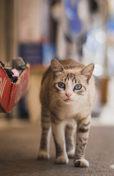 beautiful cat in africa 