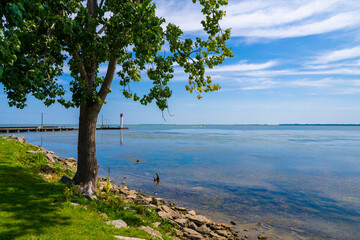 Fototapeta na wymiar tree on the shore of Tuekey beach off of Lake Erie in Summer
