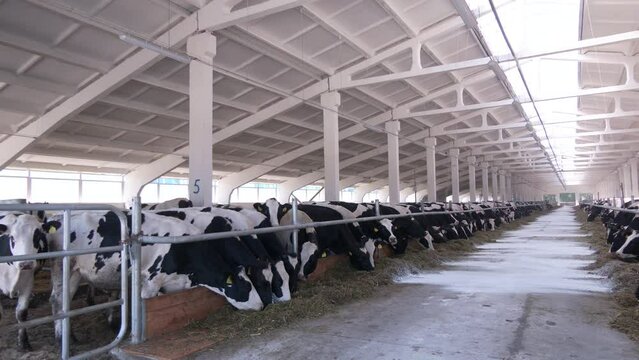 Dairy cows in modern free livestock stall.  The head of a black and white cow in a paddock on a dairy farm, the cow eats hay.
