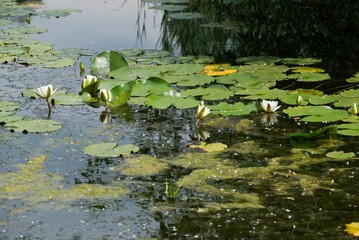 Small pond with water lilys
