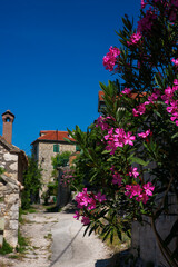 Oleander growing by a lane in Skradin, a pretty and unspoilt small town in the Šibenik-Knin County...